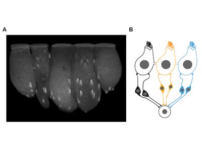 Coupled hair cells in the inner ear – „Together we are strong!“