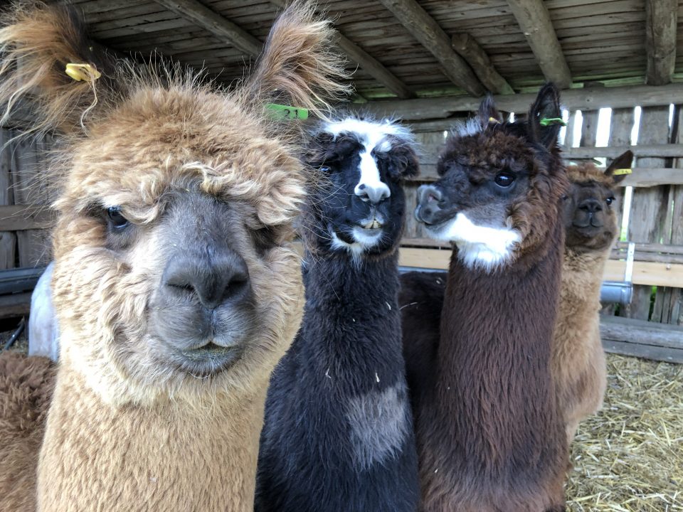 Alpaca from the NanoTag Biotechnology GmbH