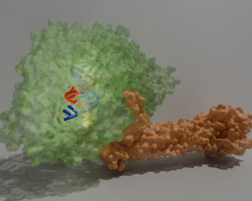 Molekulare 3D-Struktur viraler „Kopiermaschine“ entschlüsselt