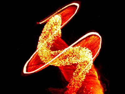 Illumination in the cochlea