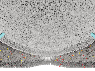 Frühkindliche Taubheit – Forschende am Göttingen Campus entschlüsseln Struktur und Funktion eines zentralen Hörproteins